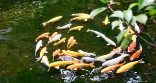 輪を描く池の鯉