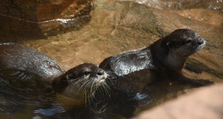2匹の並んだカワウソ
