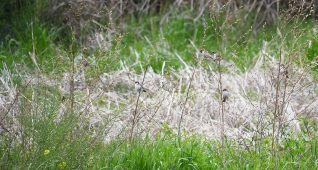 茂みに集まる雀の群れ