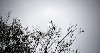 寒空にたたずむ小鳥たち