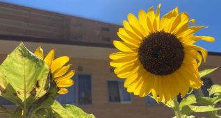 保育園で育てたひまわり