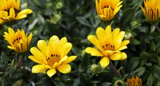 ガザニアの花