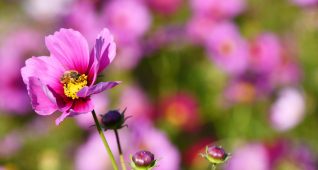 コスモスと蜜蜂