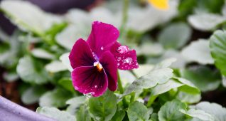 水滴のついたパンジー