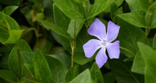 ツルニチニチソウ