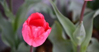 ピンクのチューリップ
