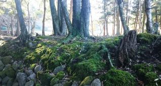 明るく照らされる境内