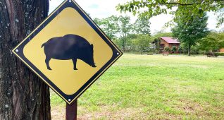 イノシシ飛び出し注意の看板