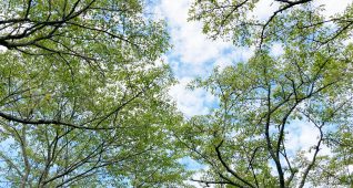 見上げた空と木々