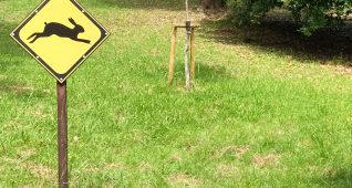 ウサギ飛び出し注意の看板