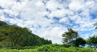 鮮やかな緑と夏の空