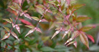 紅葉している雨上がりの葉
