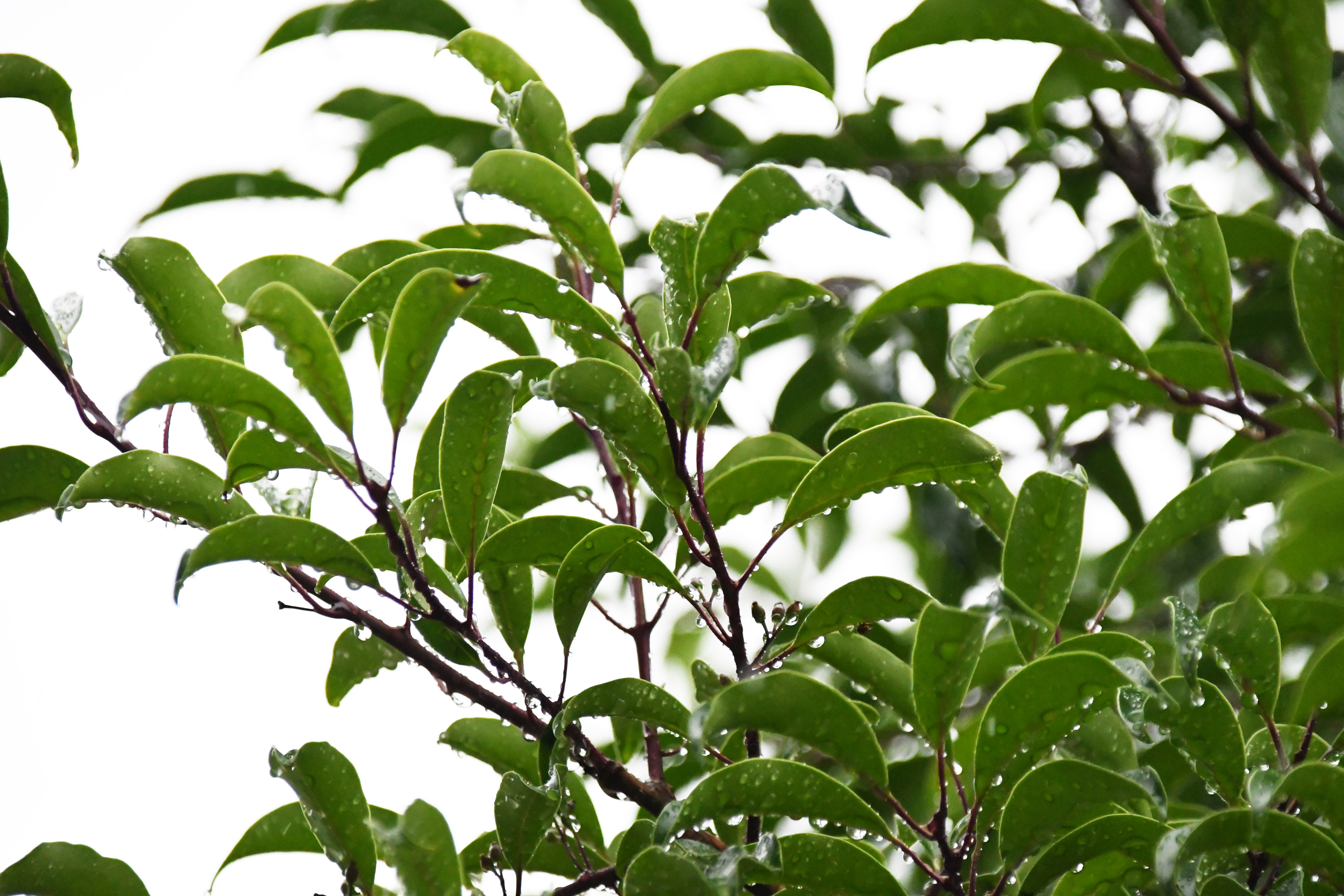 雨の中のクロガネモチの葉
