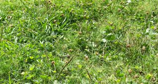 草むらにトンボがかくれんぼ