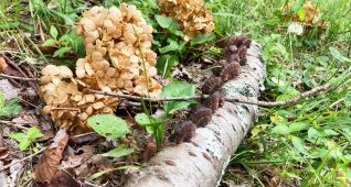 切り株にきのこ