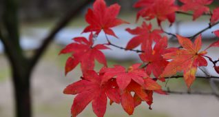 真っ赤な紅葉
