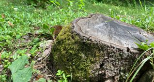 苔の付いた切り株