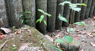 階段に育つ草