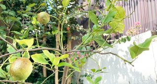 庭のレモンの木