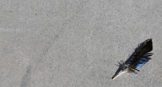 コンクリートに羽