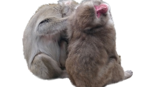 【切り抜き】猿