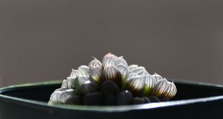 多肉植物ハオルチア1