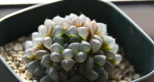 多肉植物ハオルチア2