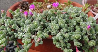 多肉植物碧魚連