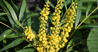 ホソバヒイラギナンテンの花