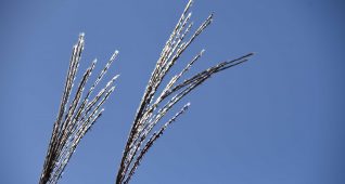 光り輝くススキ