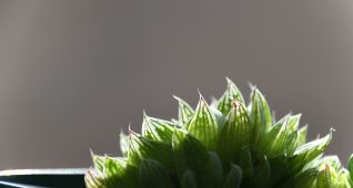 多肉植物クーペリー