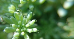 水滴が光る多肉植物万年草