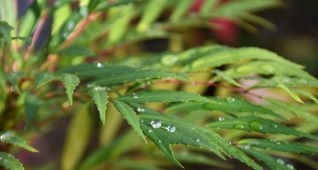 水の雫が光るホソバヒイラギナンテン