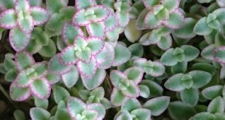 多肉植物リトルミッシー