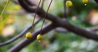 雨に濡れたセンダンの実