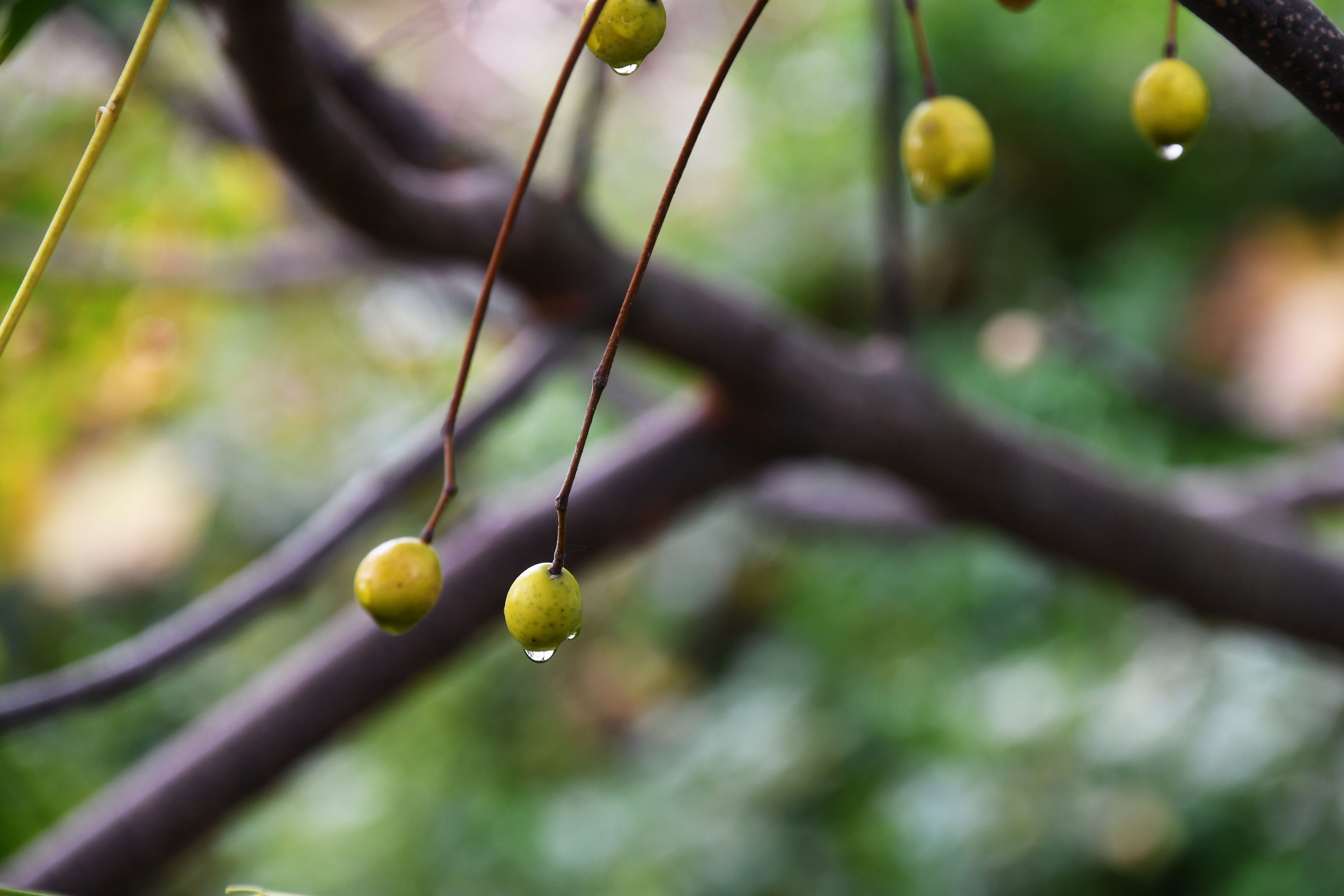 雨に濡れたセンダンの実