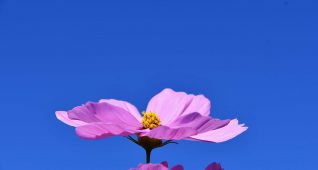 空に向かって咲く秋桜