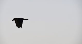 カラスが飛ぶ夕方の空