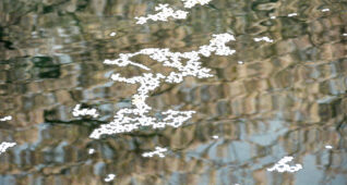 水面に浮かぶ桜の花びら