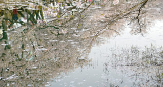 水面にうつる桜並木
