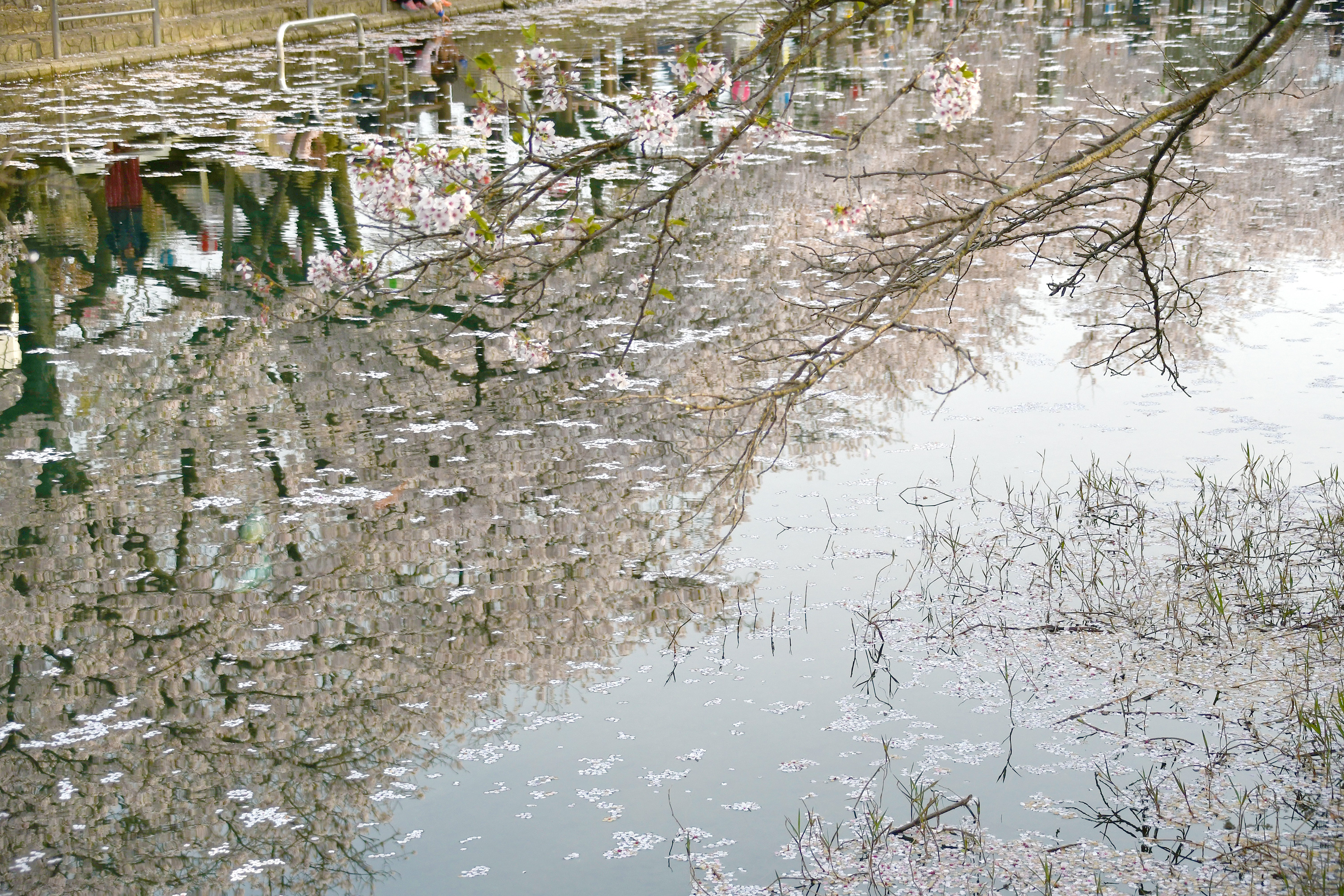 水面にうつる桜並木