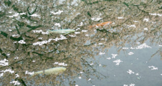 桜の花びらと鯉