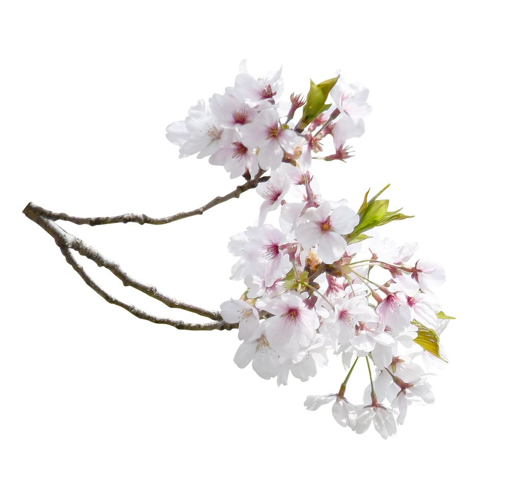 【切り抜き】枝付きの桜