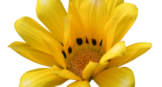 【切り抜き】カザニア