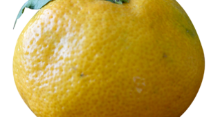 【切り抜き】みかん