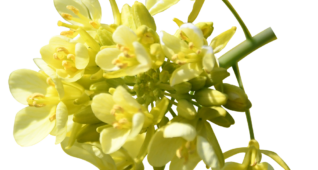【切り抜き】菜の花