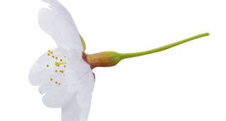 【切り抜き】桜2