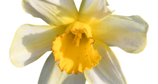 【切り抜き】スイセン