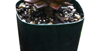 【切り抜き】多肉植物の鉢植え