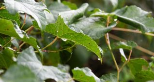 雨に濡れるノブドウの葉